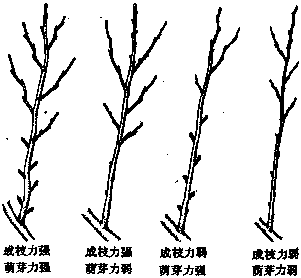 整形修剪的依據(jù)